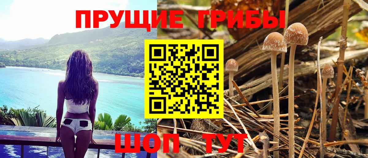 Псилоцибиновые грибы Psilocybine cubensis  Вход с VPN  Черемхово  Псилоцибиновые грибы Psilocybine cubensis 
